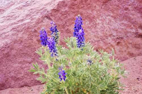 TREKKING NEL DESERTO DI ATACAMA 2015